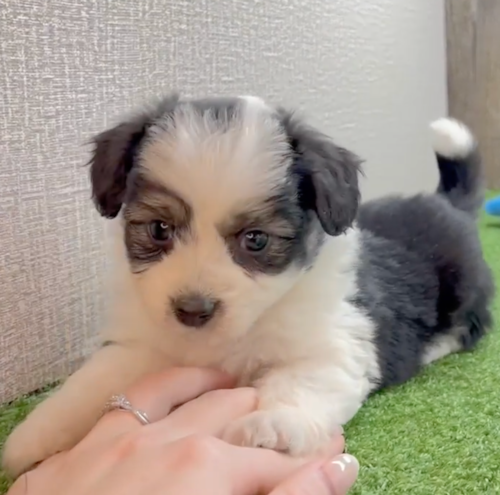 black and white aussiechon puppy sitting on a woman's hand